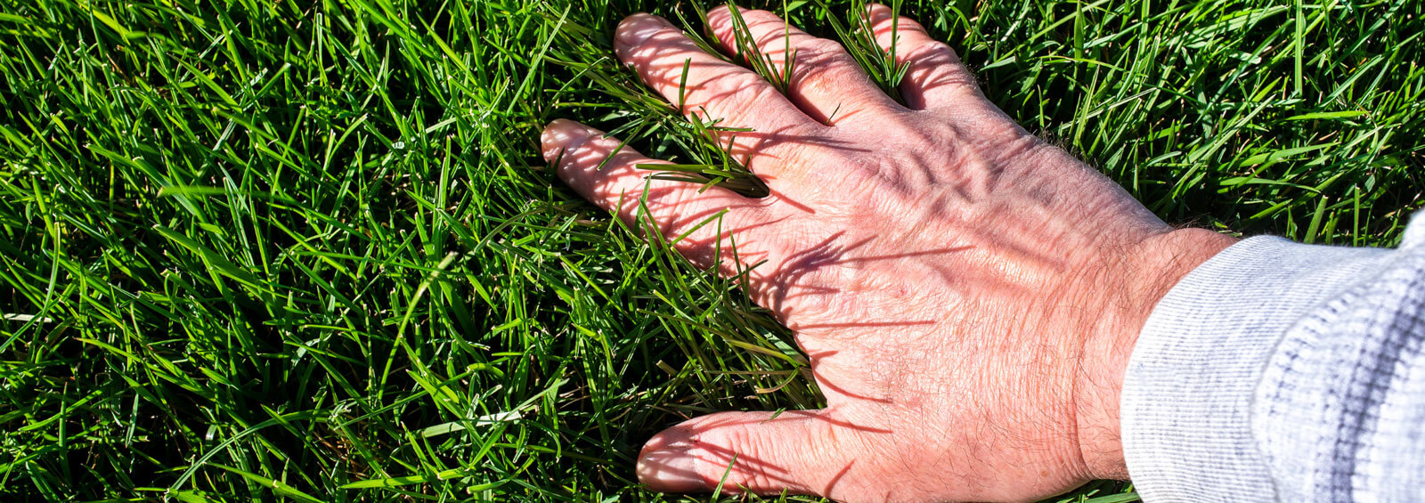 Hand Touching Grass