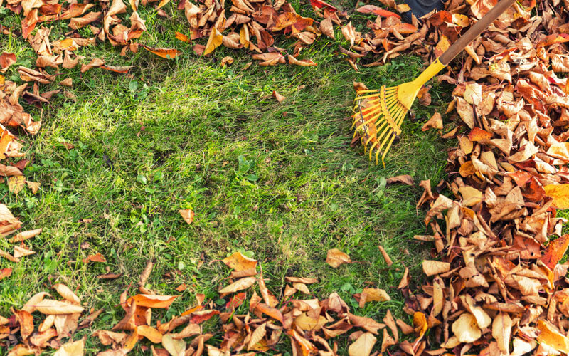 Raking Leaves